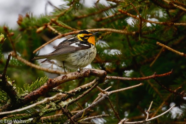 BLBW_dock_road_Erin-edited