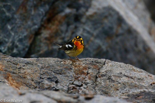 BLBW_rocks_Erin-edited