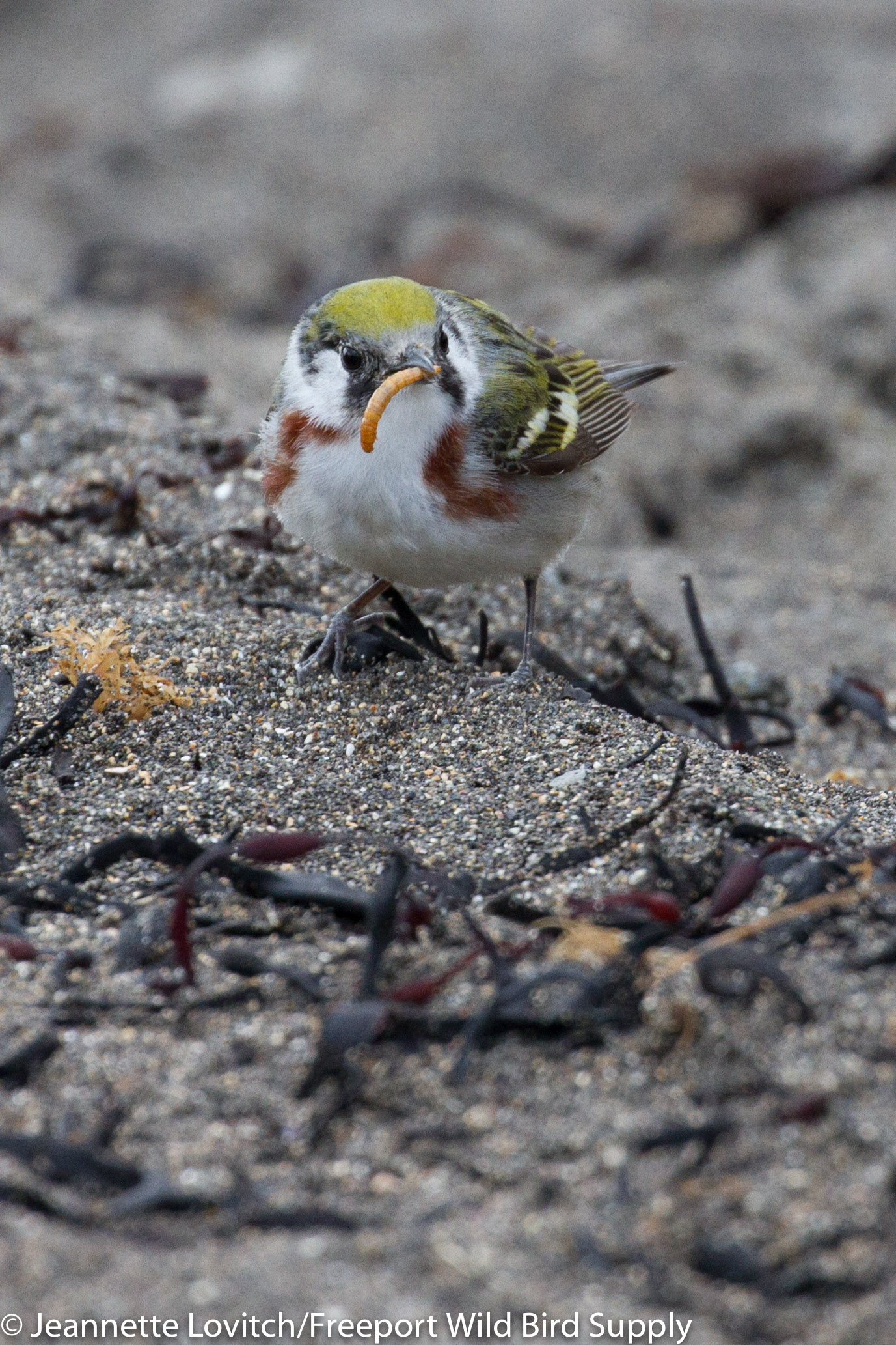 CSWA_mealworms1_J-mo