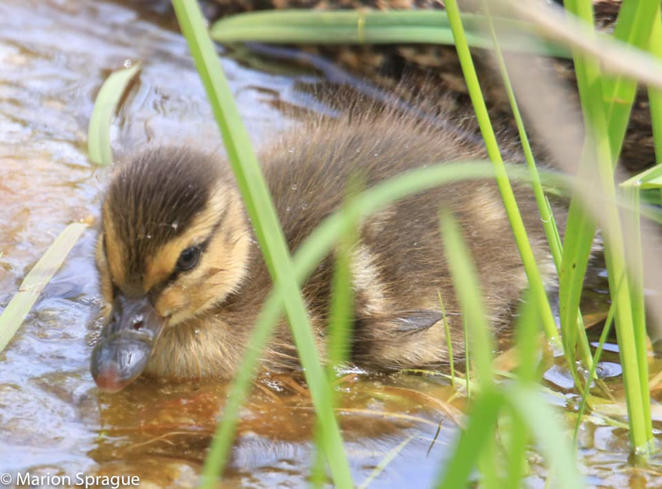 ducking_Marion_Sprague-edited