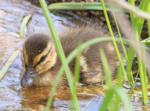 ducking_Marion_Sprague-edited