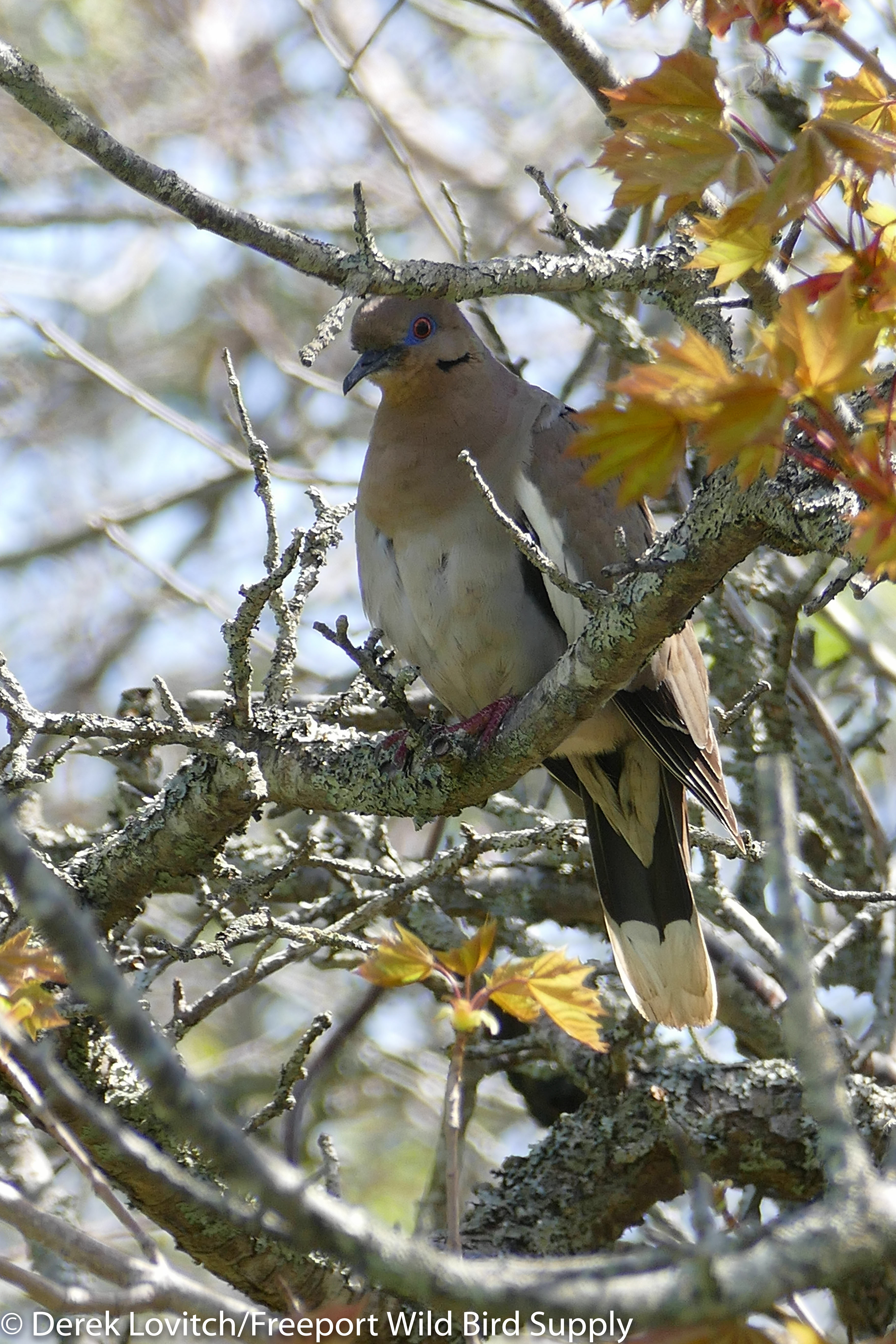 L1140309_WWDO1A-edited