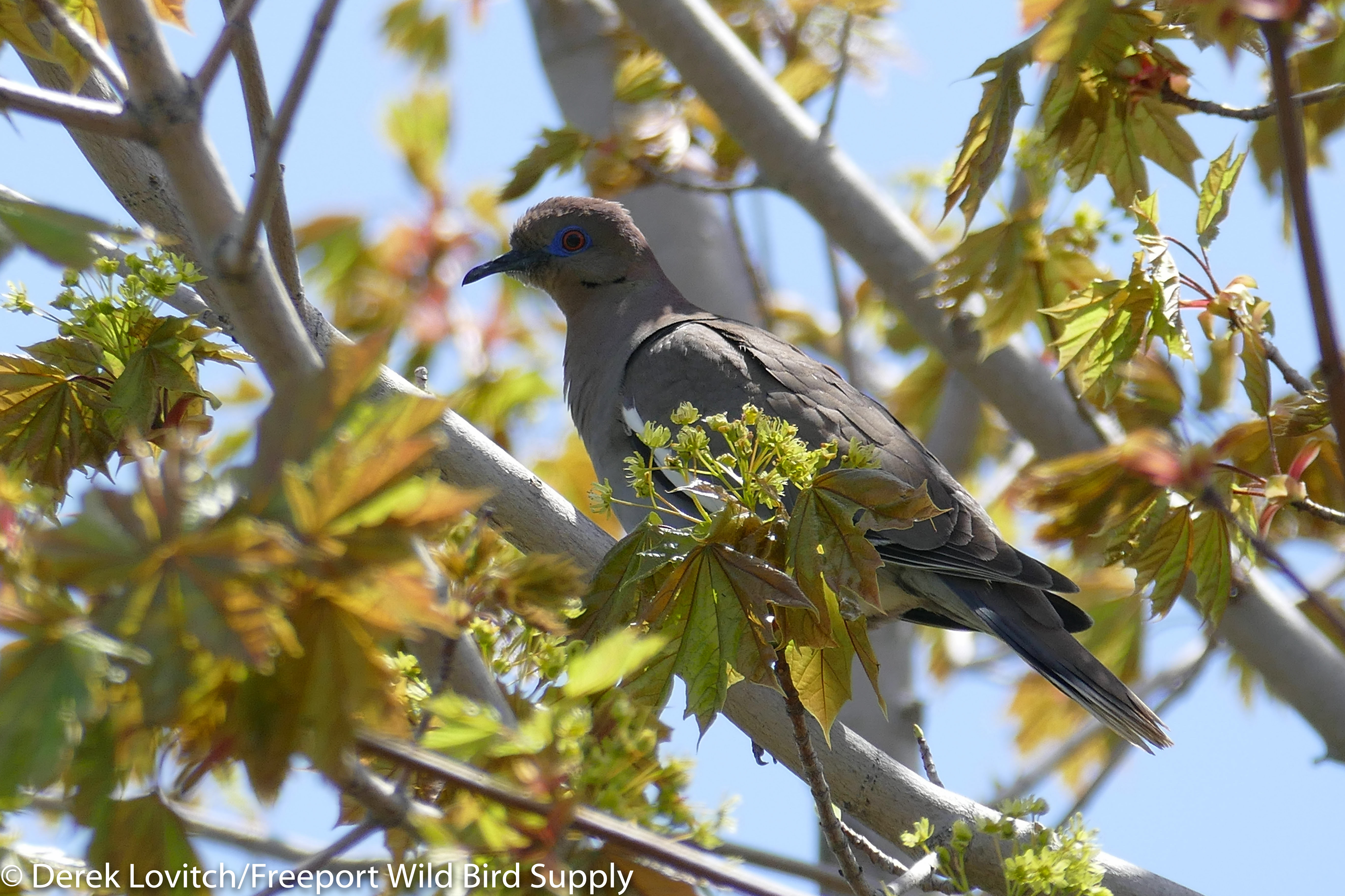 L1140315_WWDO2A-edited