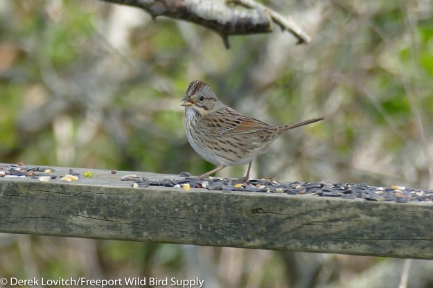 L1140335_LISP1-edited