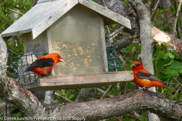 L1140378_2SCTA1a-edited