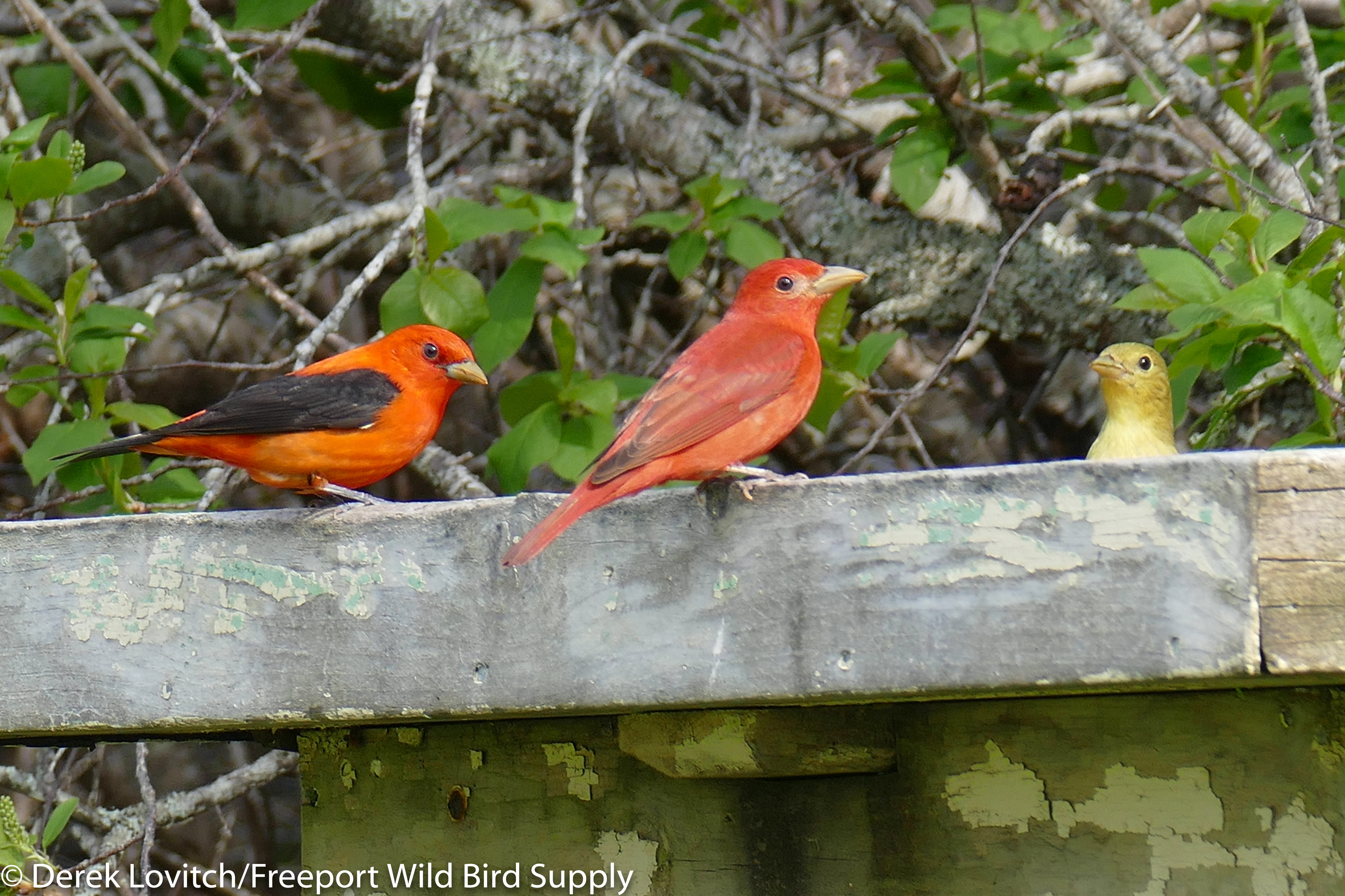 L1140408_SUTA_SCTA1a-edited