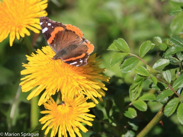 Red_Admiral,Marion_Sprague-edited