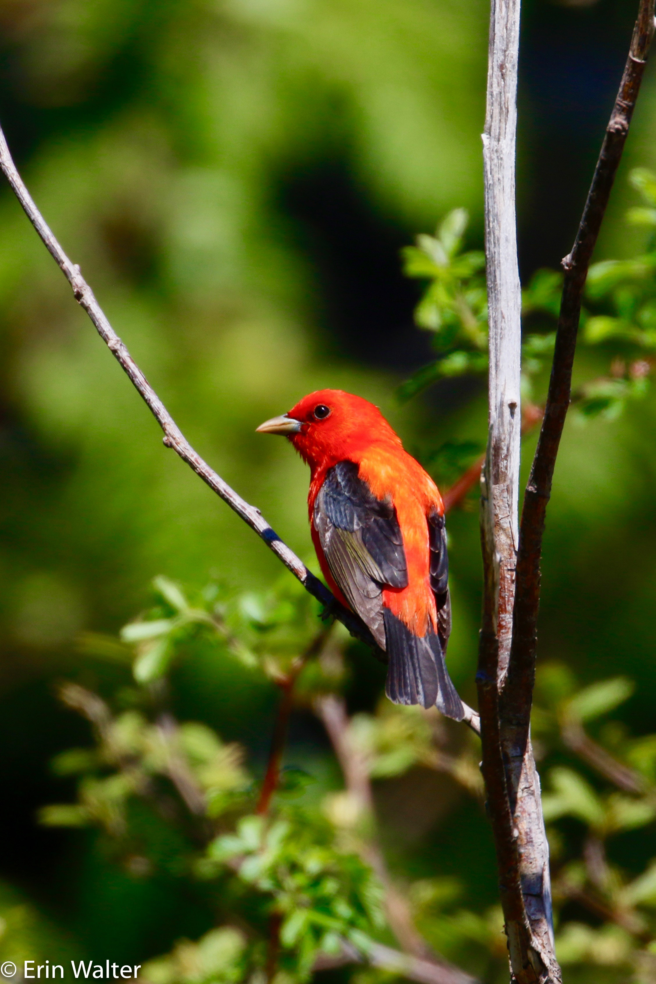 SCTA_perched_Erin-edited