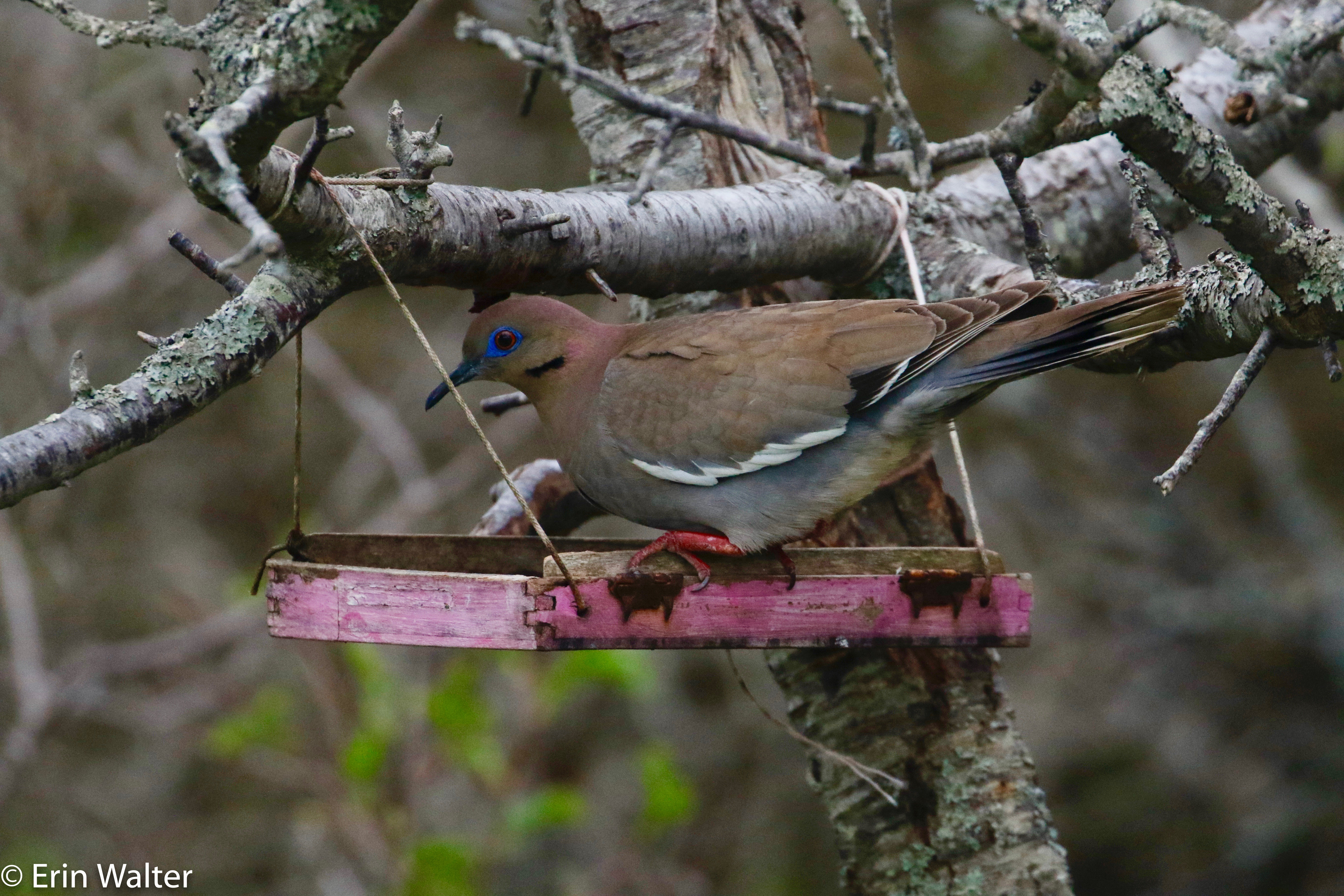 WWDO_feeder_Erin-edited