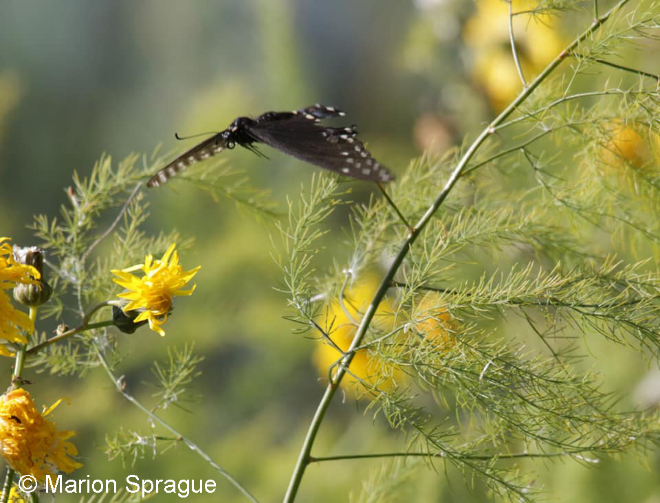 Black_Swallowtail1,Marion_Sprague