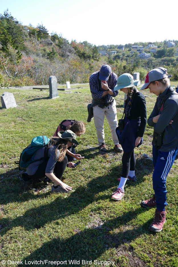 Gentian_watching1_edited-1