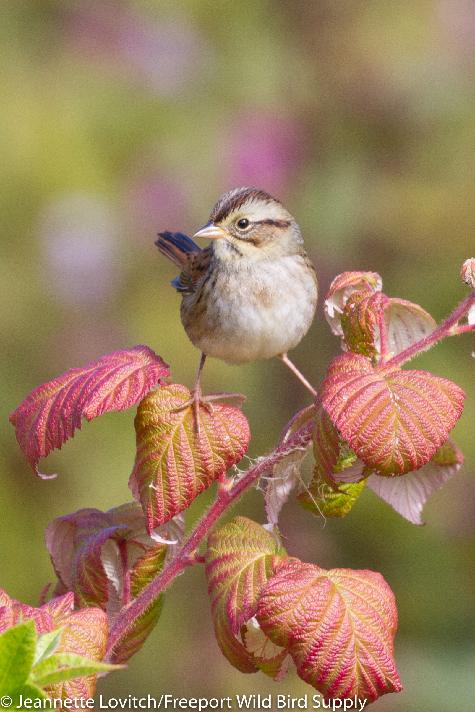 IMG_7556-edited-edited