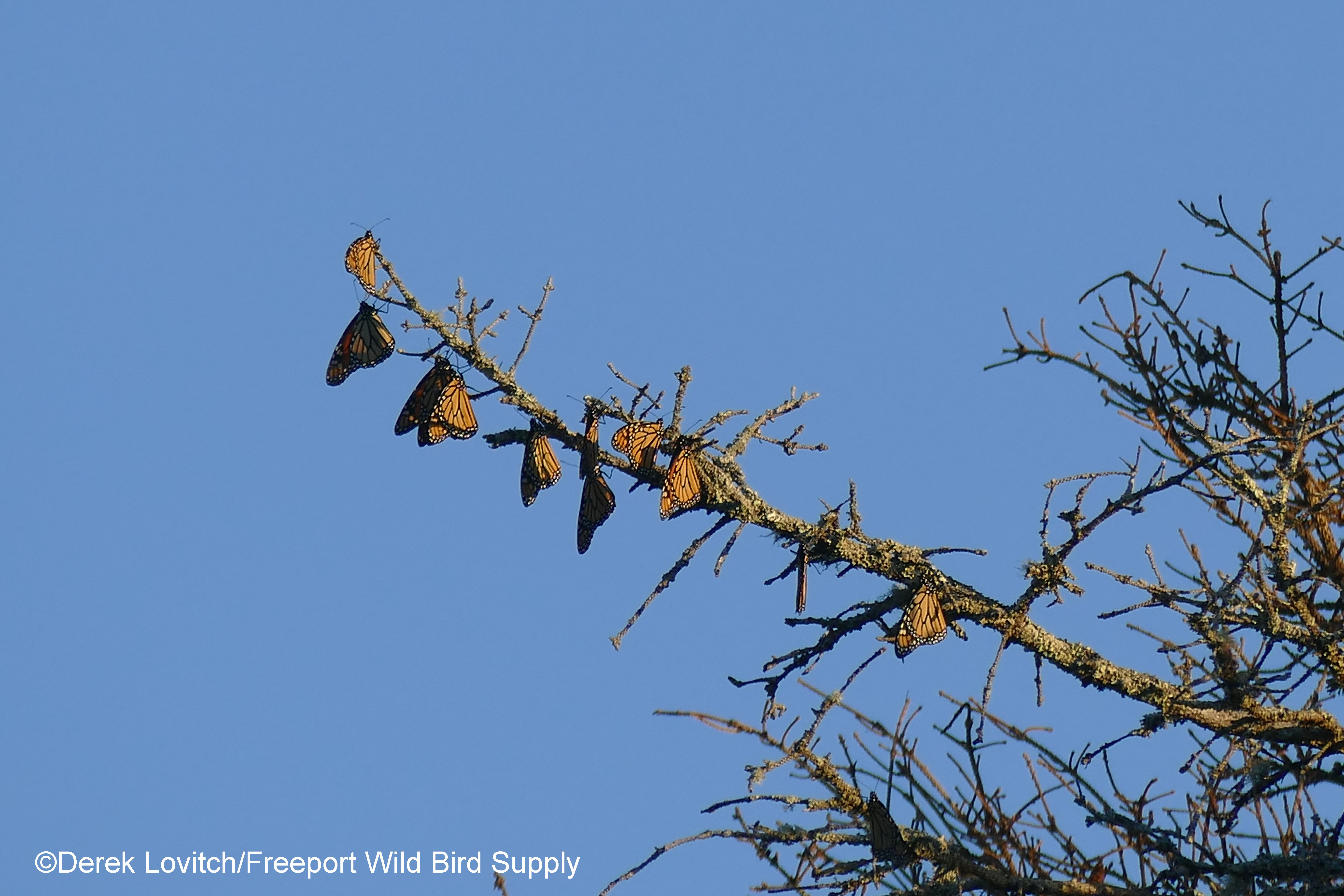 L1150676_MonarchRoost2_edited-1