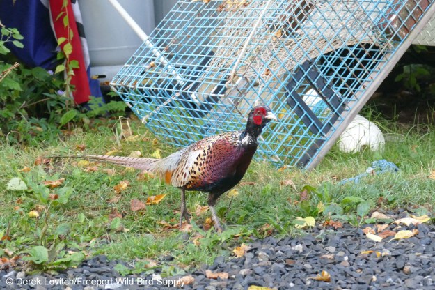 L1150705_RINP_lobster_trap_edited-1
