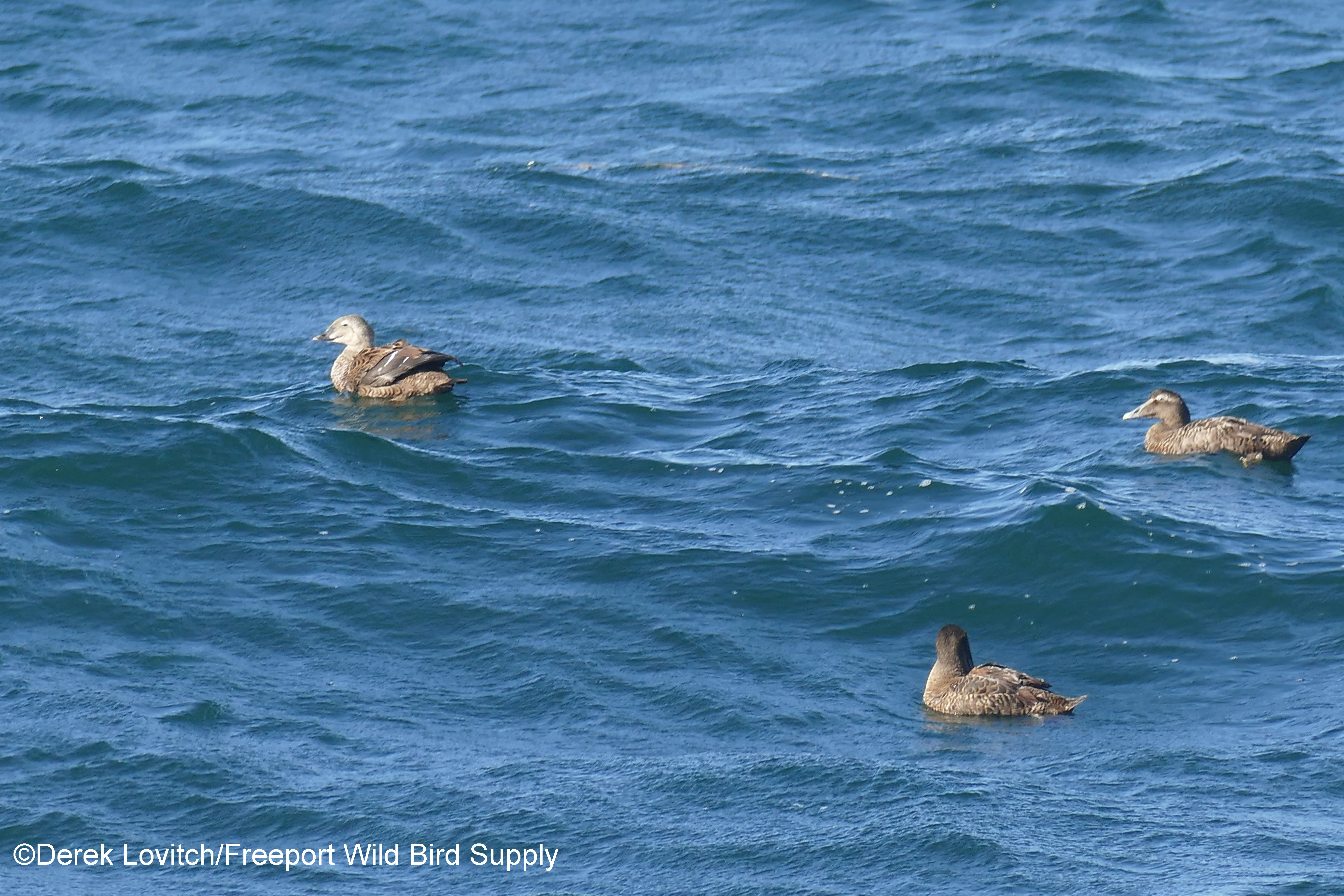 L1150833_KIEI4_edited-1