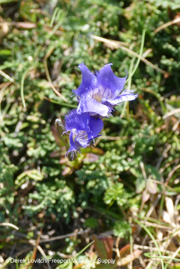 L1150859_Fringed_Gentian_edited-1