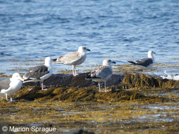 LBBG_GBBG1,Marion_Sprague