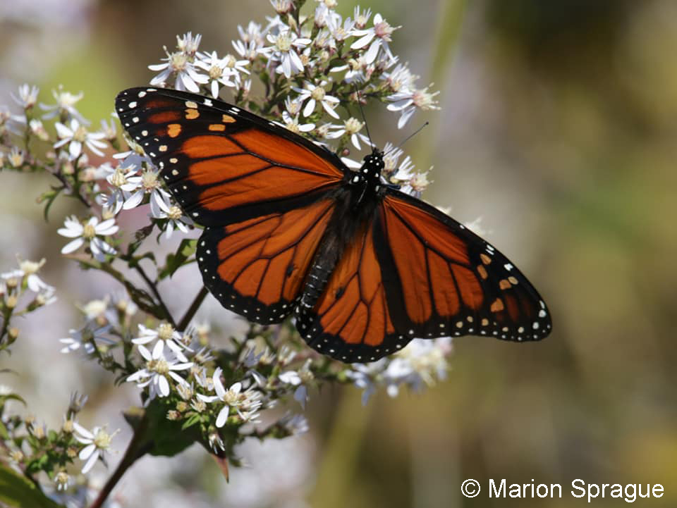 Monarch1,Marion_Sprague