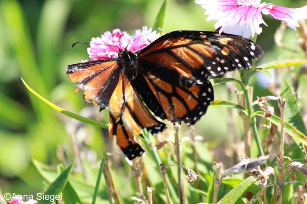 Monarch_tattered,A.Siegel