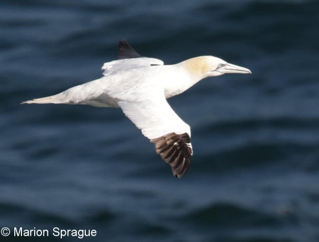 NOGA1,Marion_Sprague