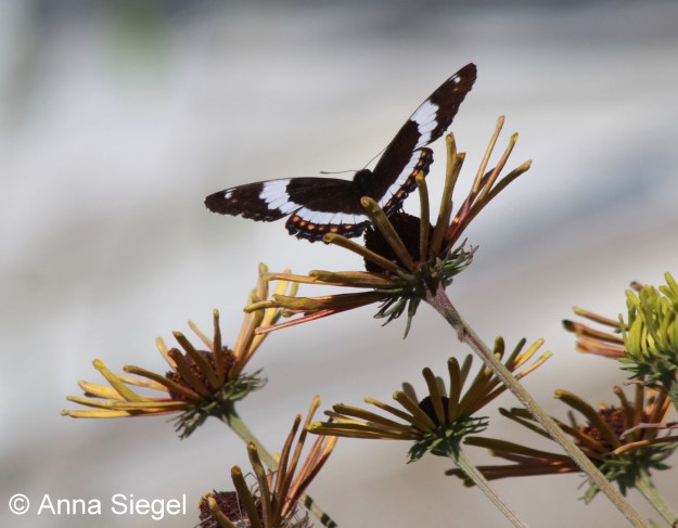 White_Admiral,A.Siegel