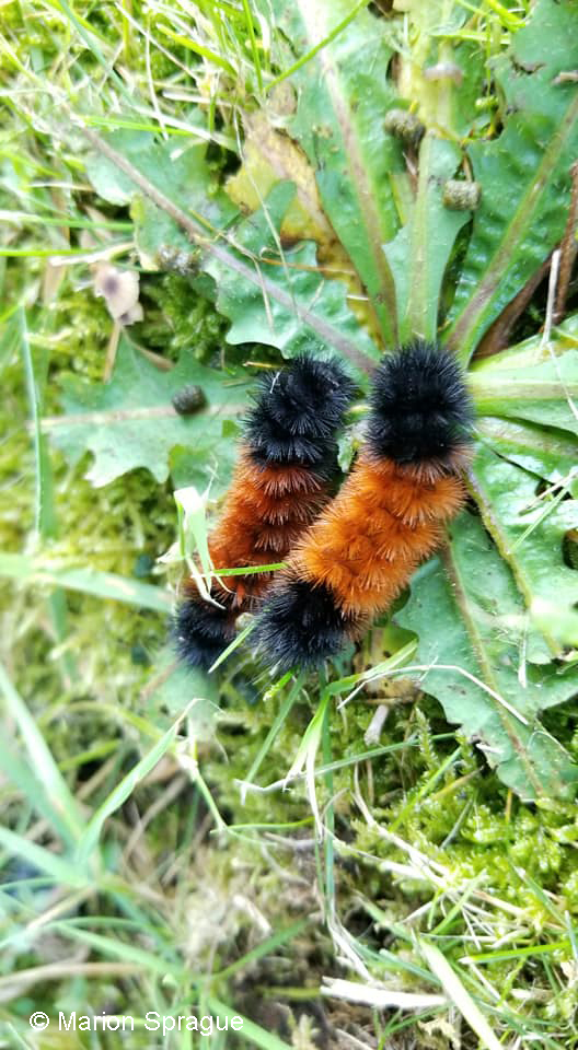 Wooly Bears1,Marion_Sprague