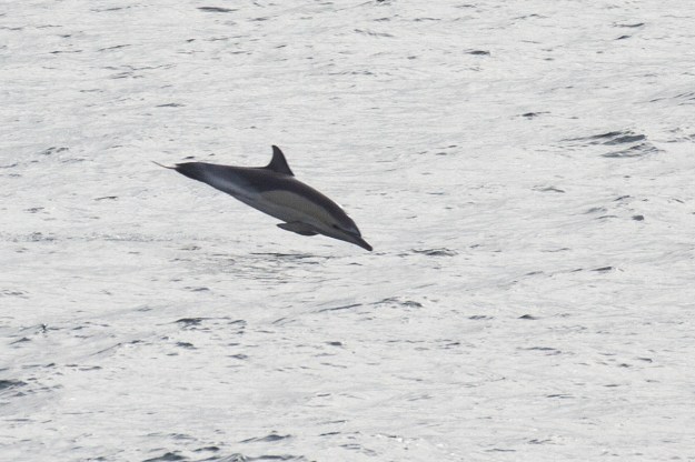 Common_Dolphin2