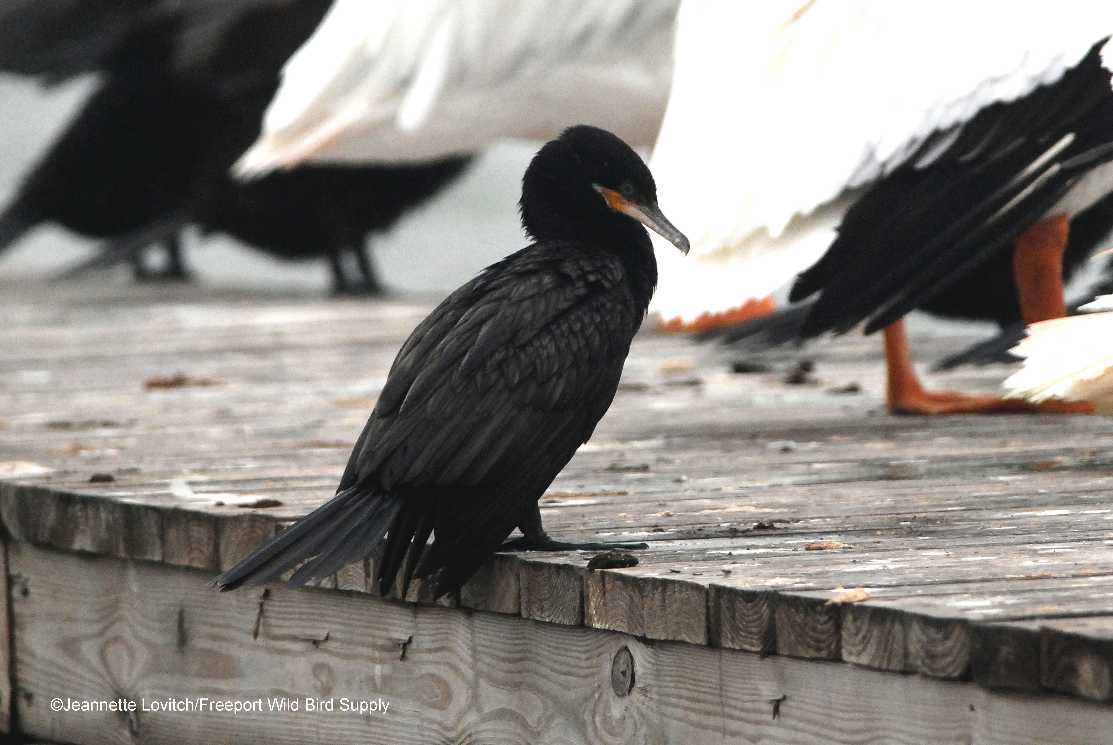 DSC_0190 edit_edited-1