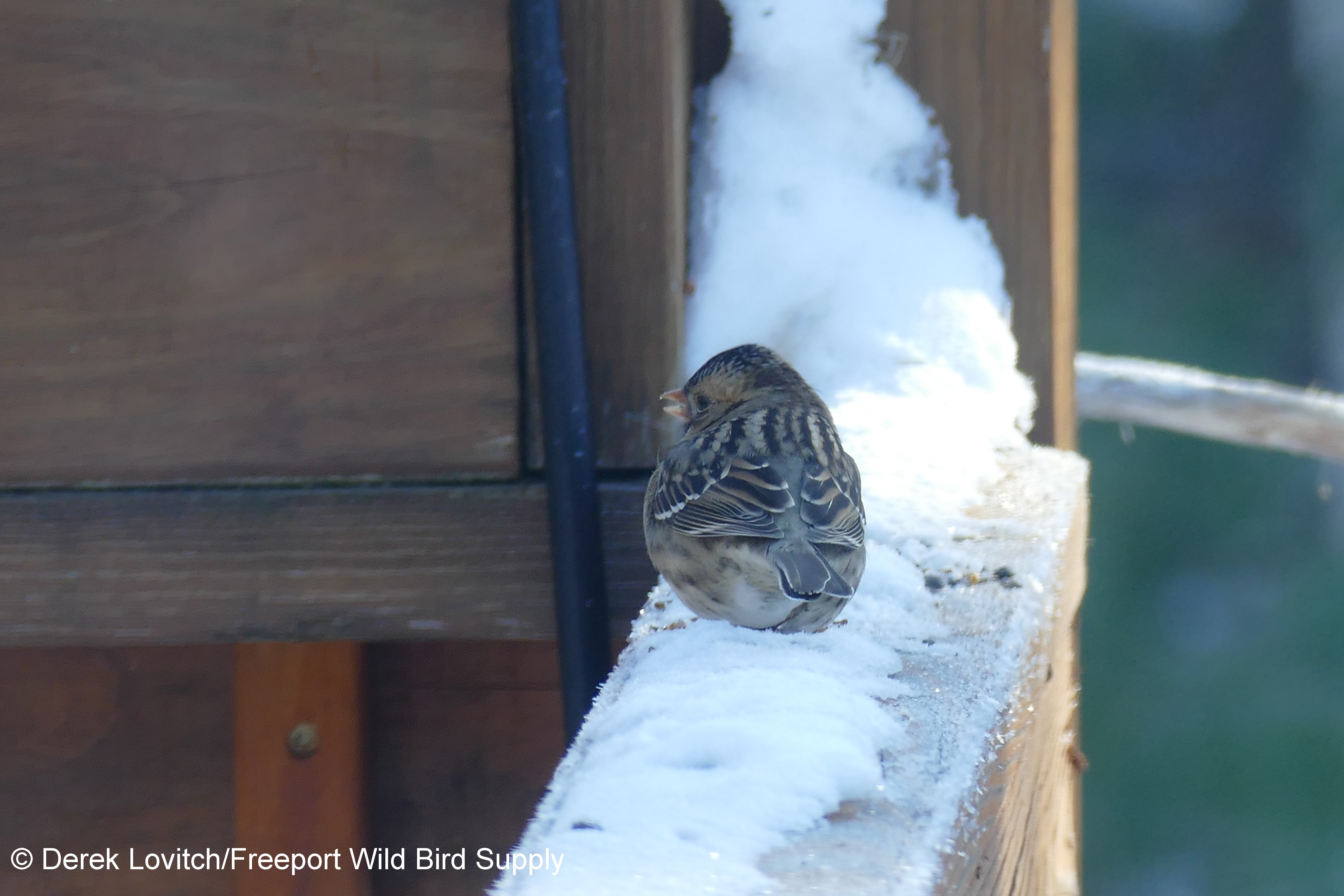 L1160347_HASP1B-edited