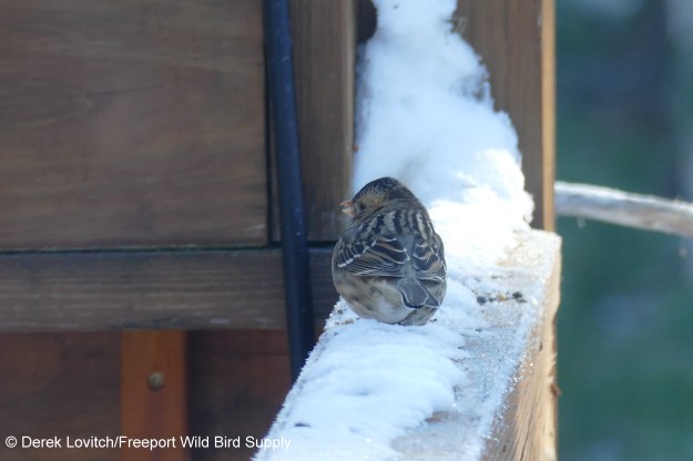 L1160347_HASP1B-edited