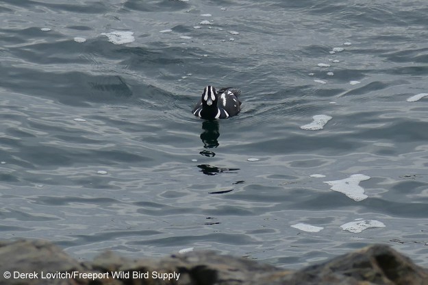 L1160766_HADU_camo,MarginalWay,1-16-20_edited-1