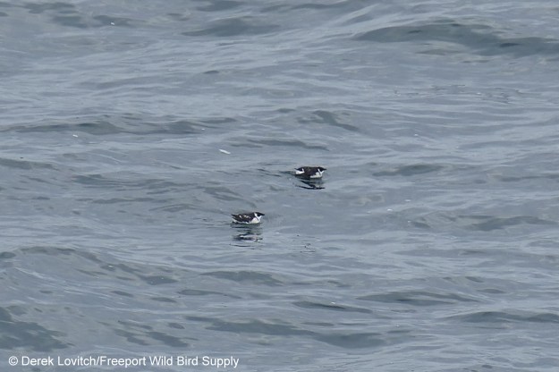 L1160795_2DOVE1a,CliffHouse,2-16-20_edited-1