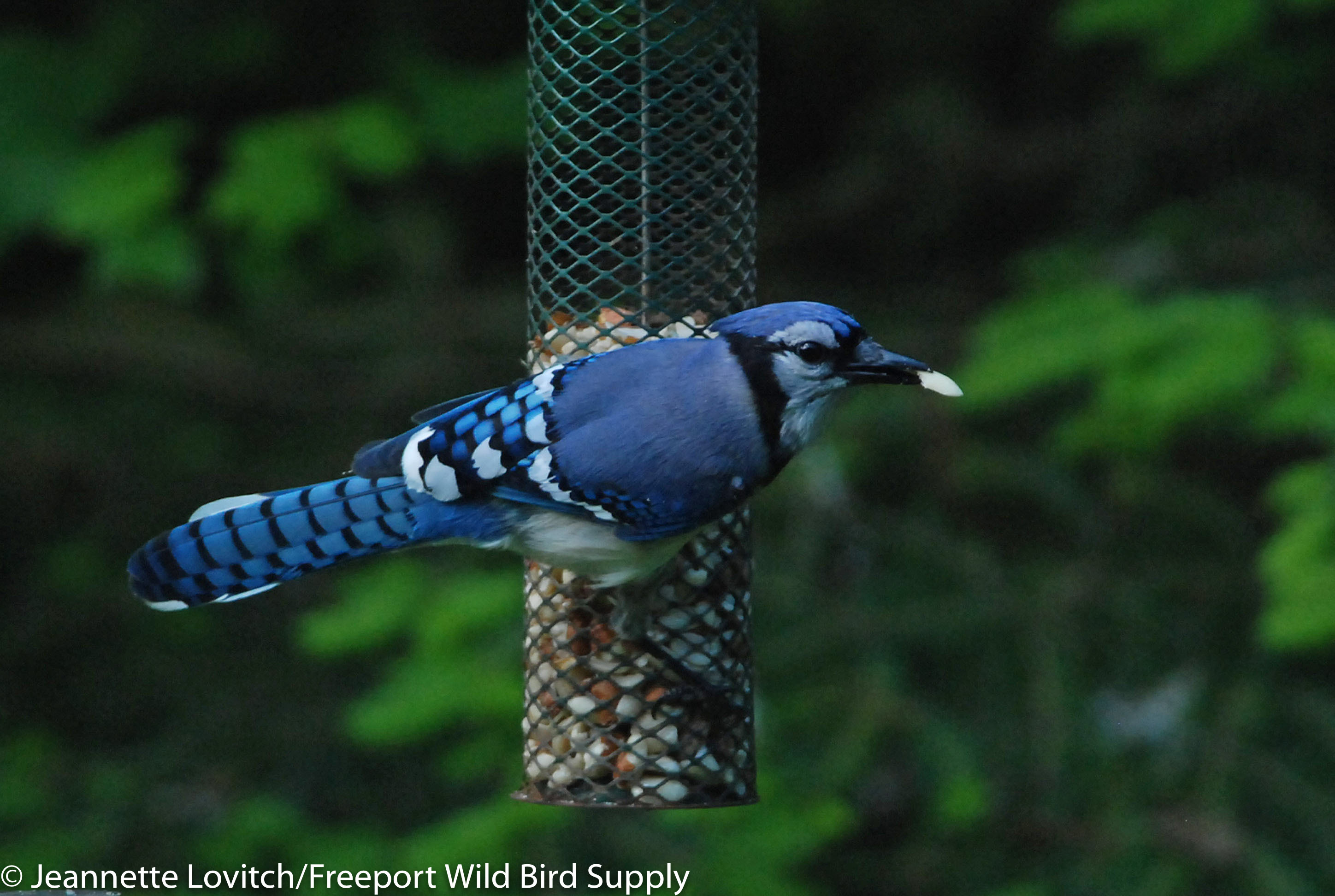 DSC_0392_edited-1-edited