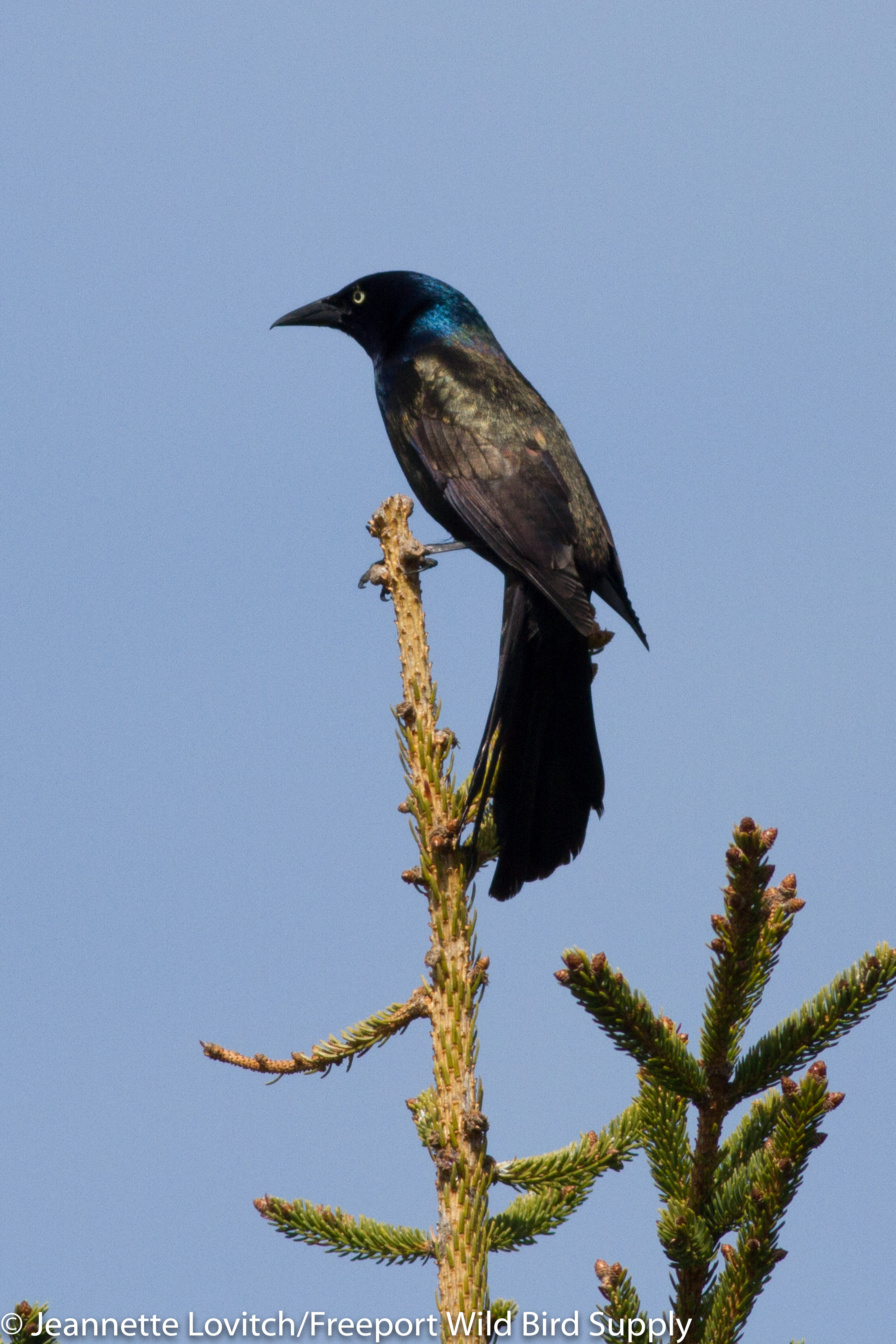 IMG_0987_edited-1-edited