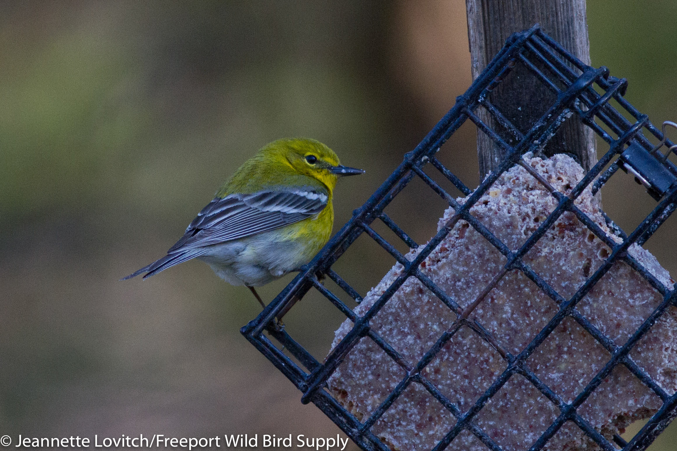 IMG_3970-edited-edited