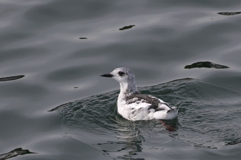 07 | October | 2026 | Maine Birding Field Notes